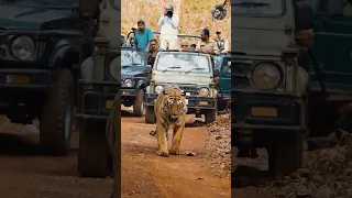 Tiger Gypsy Pe Attack Kyu Nahi Karte 🤨🤨