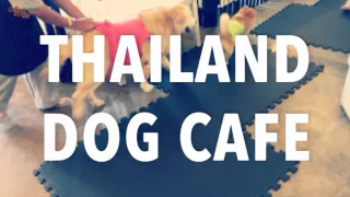 DOG CAFE, คาเฟ่สุนัข - "Morning Routine 2" at Thailand’s Dog Cafe คาเฟ่สุนัข