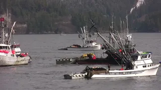 2009 Silver Bay Herring Sac Roe Fishery in HD