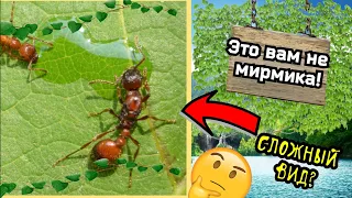 🤔 МУРАВЬИ КОТОРЫХ НЕВОЗМОЖНО ПОДНЯТЬ❓❗Полный разбор вида manica rubida.