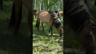 НА НАС В ЛЕСУ НАПАЛИ ДИКИЕ ЛОШАДИ 🐴🐎