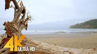 4K Ocean Views from Third Beach Trail with Ocean Sounds, Olympic National Park - 10Bit Color Video