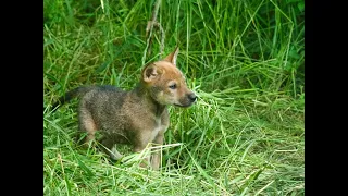 Red Wolf Pup Siblings At Play