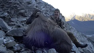 First Time New Zealand Tahr Hunting Experience (Huge Bull Tahr shot)