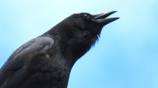 Crow Calling to Attract Other Crows for Help
