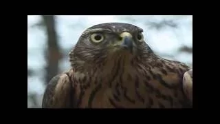 Steckbrief Natur Teil 03 Greifvögel