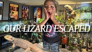 Our Lizard Escaped- We had to clean our reptile room to look for her