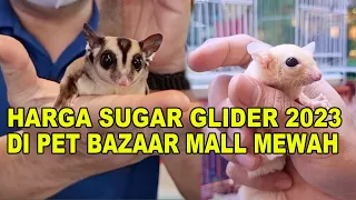 Harga Sugar Glider Tahun 2023 Di Pet Bazaar Mall Mewah