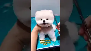 I'm busy🐶with haircut|cute dog haircutting|dog haircut|cute pomeranian grooming teddy style🐶|#shorts