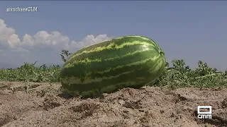 Concurso de sandias gigantes en Velada - Ancha es CLM