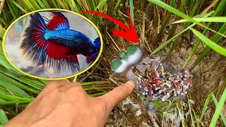 This Lake Has Many Unbelievable Beautiful Betta Fish, Lovely Baby Fish
