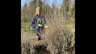 Spring Prep: How to cut back Lavender