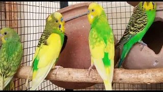 Over 9 Hours of Budgies Playing, Singing and Talking in their Aviary Budgie sounds for sad birds