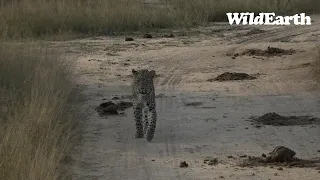 WildEarth - Sunrise Safari - 10 May 2023