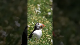 I love Puffin season #puffin #wildlife #birds #explore #birdslover #wildlifephotography #ireland