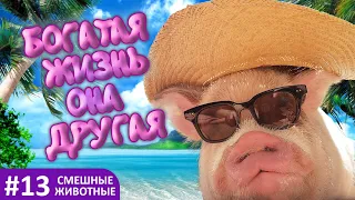 Смешные животные - коты, собаки и другие / Funny animals - cats, dogs and others #13