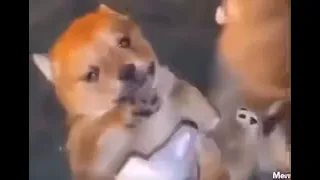 Spilling Milk on Puppy’s Face Meme
