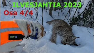 Lynx Hunting in Finland