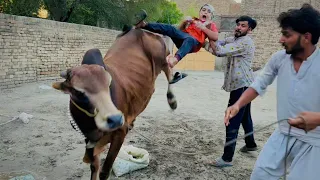 Cow ko nehla deya 😳 || cow ny Ali ko lat mar Di 🥺 || cow full khorat ho gai hy ||