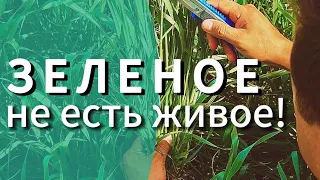 Морозы убили колос! Зерновые падение урожая 2024!