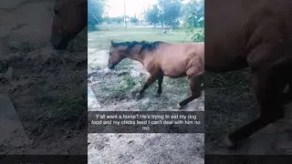 Horse Caught Attempting to Break In || ViralHog