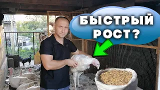 Чем кормить индюков для хорошего роста?