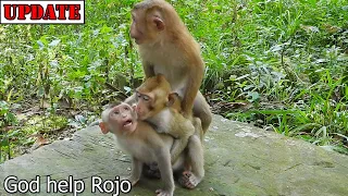 Two Vs strong one! First time that see baby Rojo hard move when got step by two friends