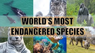 The World's Most Endangered Species Of 2020