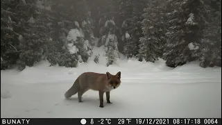 Záznam z fotopasti (Beskydy) - výběr 12/2021, (C) 2022 FOREST