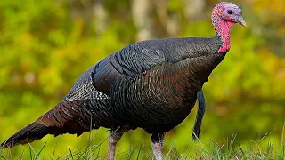 Turkey (bird) | Wikipedia audio article