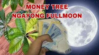 FULLMOON RITUAL GAMIT ANG DAHON NG MONEY TREE PARA HINDI KA NAUUBUSAN NG PERA-APPLE PAGUIO7