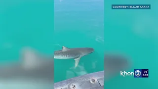 Slew of shark sightings reported close to shore