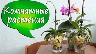 2. Orchids in glass vases with foam! Experiment: growing Phalaenopsis without bark/soil