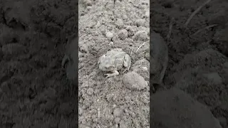 Земляная пупырчатая жаба