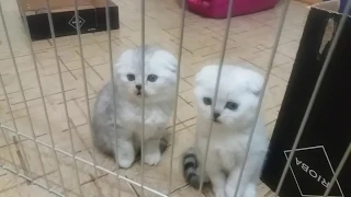 НУ ОЧЕНЬ КРАСИВЫЕ КОТЯТА! 😻 ВЫБРАЛИ ИМЕНА КОТЯТАМ 🐱 Милые котики и смешные котята