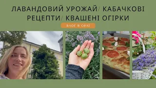 ВЛОГ🔥💐 ЗБІР ЛАВАНДИ 🥒КВАШЕНІ ОГІРКИ 🍕КАБАЧКОВА ПІЦА