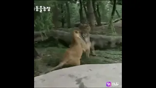 Lion cub dominating big bengal tiger.