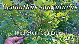 Ceanothus sanguineus (Red Stem Ceanothus)