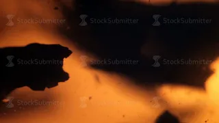 Macro shot of tea tree leaves floating in boiling water. Tea ceremony.