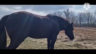 як заслужити довіру коня...