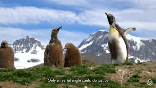 Behind the Lens: Observing King Penguins in South Georgia