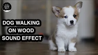 Dog Walking on Wood Sound Effect