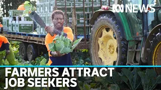 COVID-19 Job seekers turn to farmers for jobs | ABC News