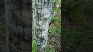 On blood trail of my black bear 2016