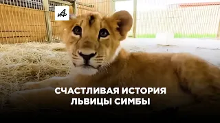 Маленькая львица Симба спасена и будет жить
