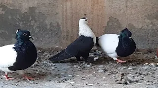 10 most popular Iranian pigeon breeds | High flyer pigeon loft | Kabootar Ki video dikhao