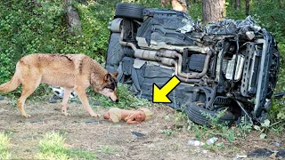 Wolf findet Baby nach Unfall, dann passiert das Undenkbare