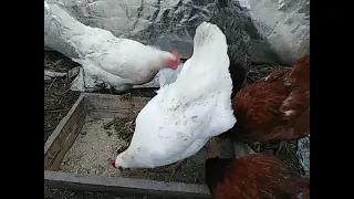 Репчатый лук и алоэ для кур🐔🐓👀