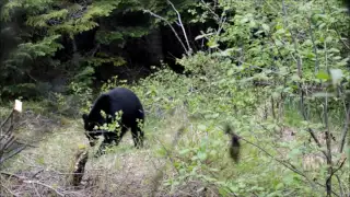 Chasse à l'ours noir 2016