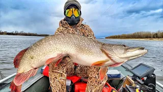 SHOCK! PIKE MAN-EATERS EAT COCKS AND BREAK ARMS! Trophy fishing, zander, pike!